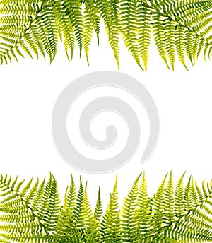 Green fern border