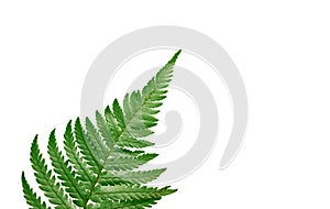Green fern branch isolated on white background, Polypodiopsida tropical jungle forest foliage plant