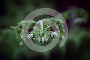 Green fern bud unrolling with blurred background