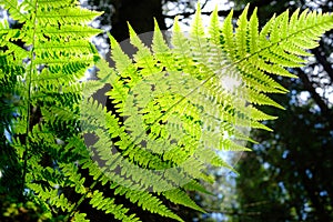 Green fern bush against sunlight through leaves