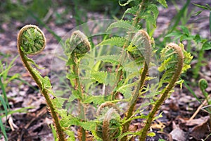 Green fern bush with young twisted leaves close-up on the background of the forest canopy. Background. Selective focus