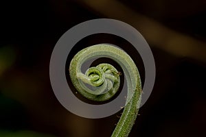 A green fern in close-up, with an unfurling frond against a dark background