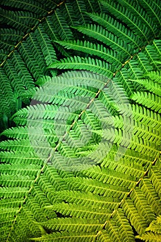 Green Fern Closeup