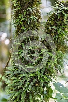 Green fern cover a tree trunk