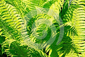 Green fern. Fern Matteuccia struthiopteris. Leaves of ostrich fern