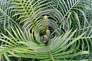 Green Fern photo