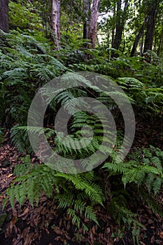 Green fern forest