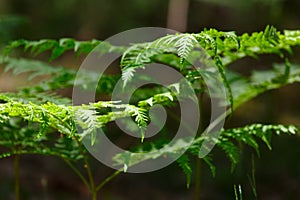 Green fern in the forest in summer