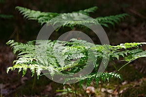 Green fern in the forest in summer