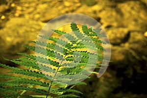 Green fern frond over clear water, Sugar River, New Hampshire.