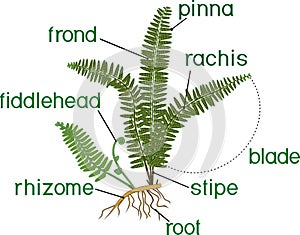 Green fern frond with sori