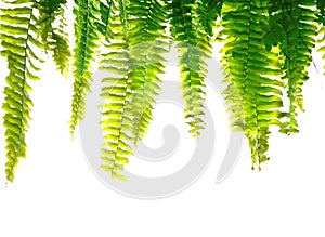 Green fern fronds photo