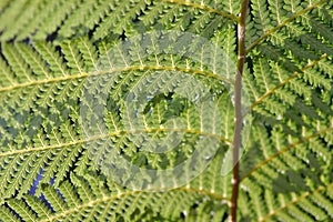 Green fern fronds