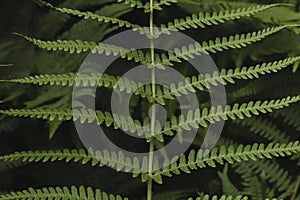 Green fern fronds detail photo