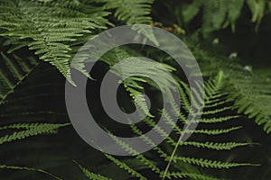 Green fern fronds photo