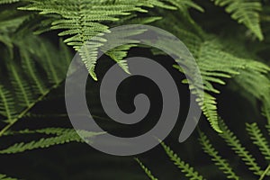 Green fern fronds photo