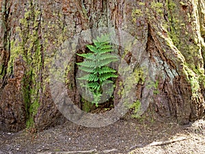 Green fern growing at the base of a redwood tree