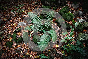 Green fern is growing close to moss covered stones in forest