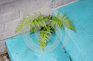 A Green Fern Growing Between Concrete Steps photo
