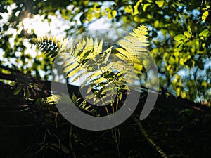 Green fern growing in dark summer jungles colorful sunbeams breaking through leaves. Plant in dramatic view in sunlight