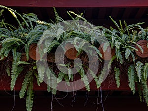 Green fern growing on red Chinese-style building roof