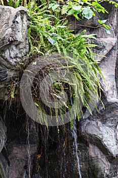 Green fern growing on the rock