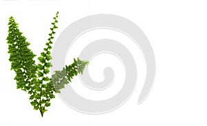 Green fern isolated on white