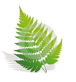 Green fern leaf