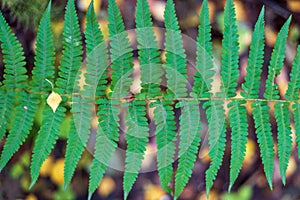 Green fern leaf in the autumn forest, polypodiophyta leaf, background.