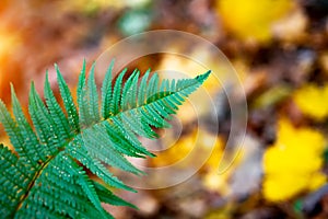 Green fern leaf on a background of yellow leaves