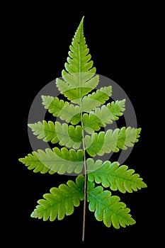 Green Fern Leaf on black background