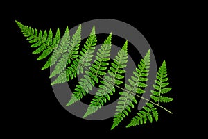 Green fern leaf on a black background, isolate. dry leaf of the plant, ornament