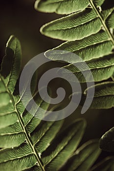 Green fern leaf close up. summer vertical background. dark texture. veins of leaf to light