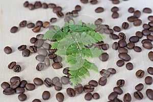 Green fern leaf and coffee beans. Roasted coffee beans on a wooden background.