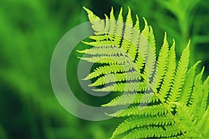 Green fern leaf on de focused background