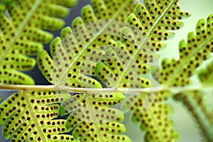 Green fern leaf with dot of spore plant in tropical forest.