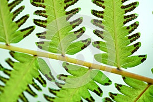 Green fern leaf with dot of spore plant in tropical forest.