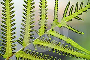 Green fern leaf with dot of spore plant in tropical forest.