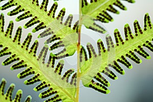 Green fern leaf with dot of spore plant in tropical forest.