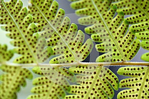 Green fern leaf with dot of spore plant in tropical forest.