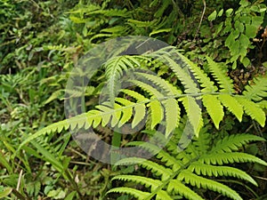 Green fern leaf. Fern leaves grow in the forest