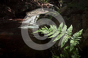 Green fern leaf with Flowing water in Waterfall in the mountains