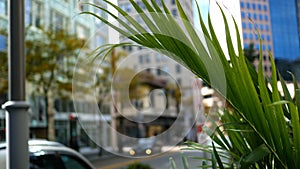 Green Fern Leaf in Foreground of City Street