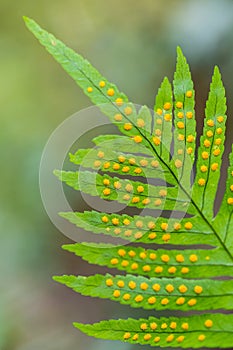 A green fern leaf full of spores