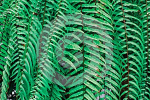 Green fern leaf or green leaves in the forest.Close up photo of some fern plants and leaves. Beautiful green colors on darker back