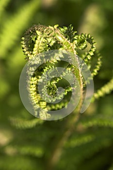 Green fern leaf growing