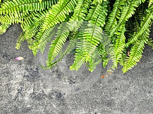 Green fern leaf with the grunge cement background