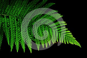 Green fern leaf isolated on black background