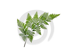 Green fern leaf isolated on white background