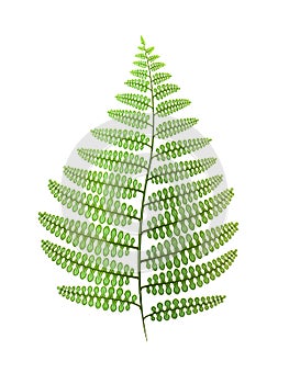 Green fern leaf isolated on white.
